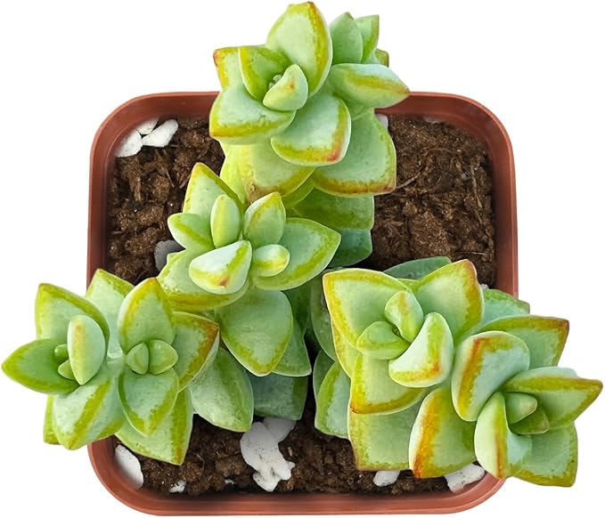 Live Succulent 'Bead Vine', Approx 2-inch Large, Potted Succulents, Fully Rooted, Easy Care House Plants