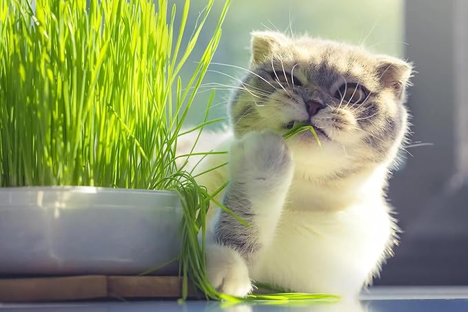 Cat Grass Planting Soil - Provide Your Cat with a Safe and Healthy Greenscape - 10 QUARTS