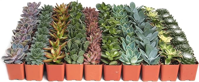 Shop Succulents Assorted Succulent Plant Pack Collection - Live Mini Succulent Plants, Low Maintenance, Mixture of Colors & Textures - Wedding and Party Favors, Gift & Garden, Pack of 256