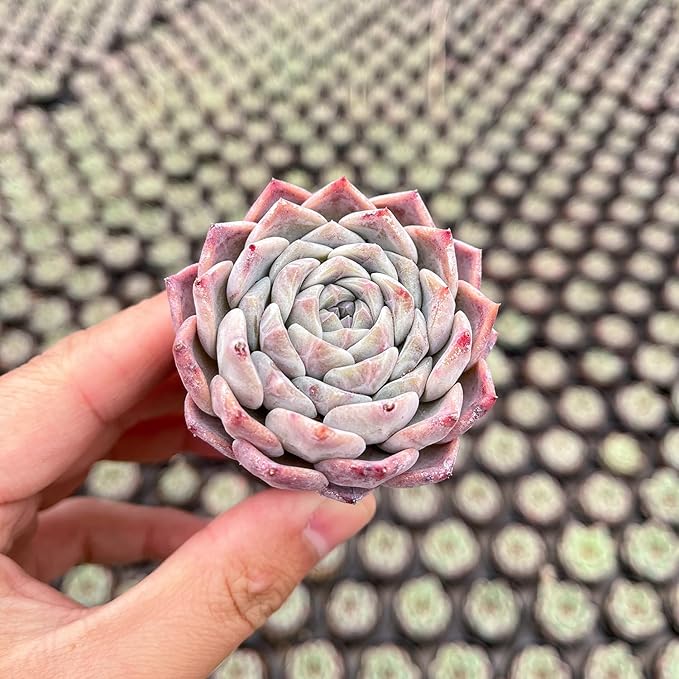 Live Succulent Echeveria 'White Bottle', Approx 2-inch Large, Potted Succulents, Fully Rooted, Easy Care House Plants