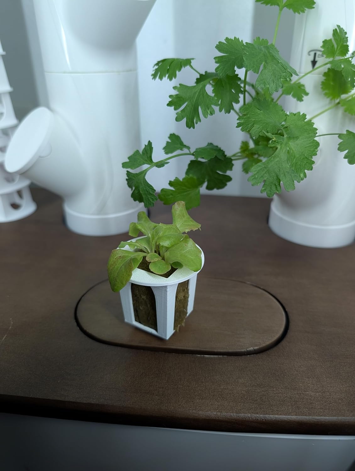 Grow Cubes for Hydroponic System/Compatible with Gardyn (10 Grow Cubes)