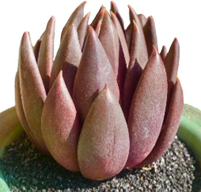 FWPP Live Succulents Plants Echeveria Affinis 2 inches,Rare Black Succulents Bare Root Without Pot Soil, Live Plants Indoor Office Decoration Wedding and Gift