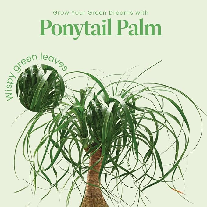 American Plant Exchange Ponytail Palm – 10-Inch Pot – Live Large Bonsai Plant, Pet Safe Indoor Tree, Easy Care Air Purifying Houseplant for Home, Office, or Gift Decor