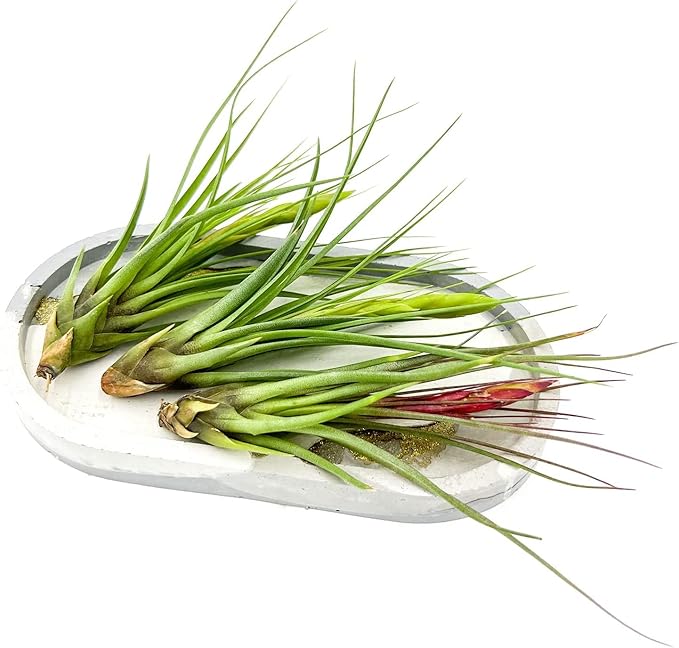 Air Plants - Flowering Tillandsia Melanocrater Tricolor, Large 5" - 5ct - Live Arrival Guaranteed - House Plants for Home Decor & Gift