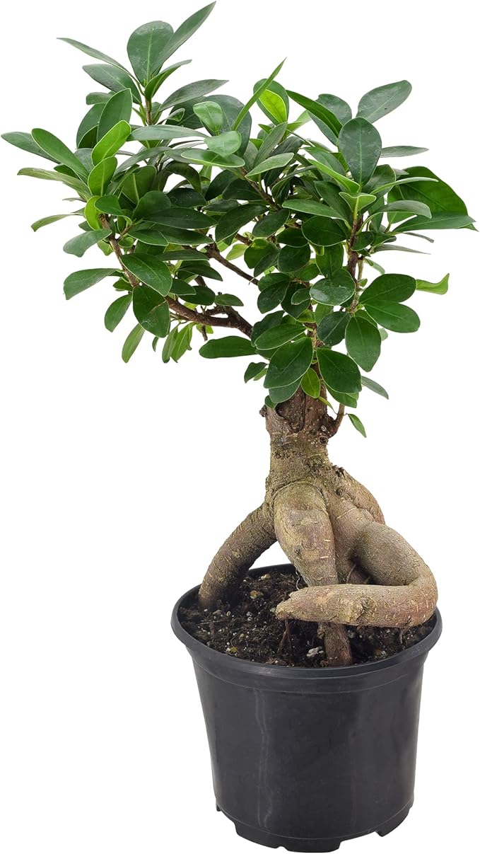Arcadia Garden Products LV62 Ginseng Ficus Live Indoor Bonsai Plant in 6 in. Plastic Grower Pot, 6 Inch, Green *Sold by Amazon and Arcadia Garden Products*
