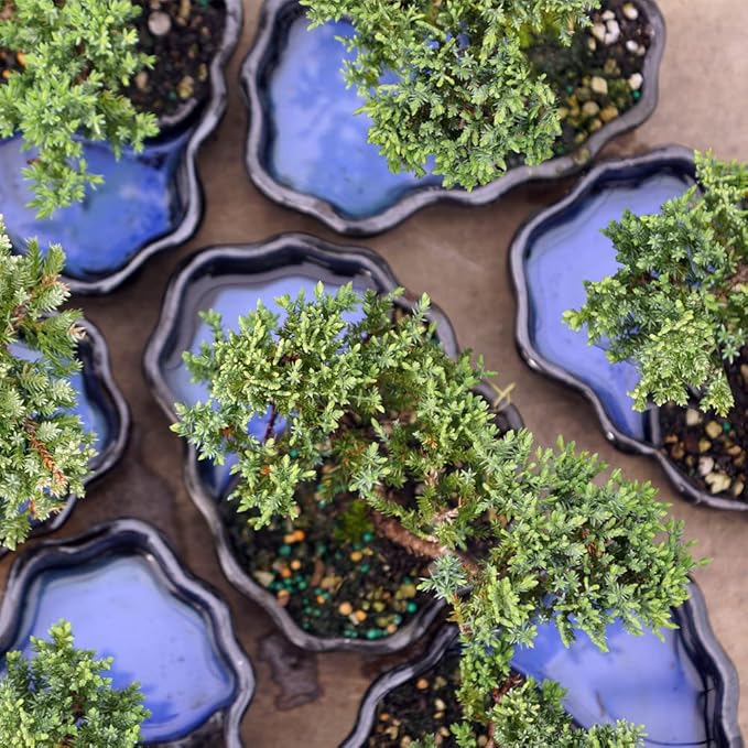 Brussel's Bonsai Brussel's Green Mound Juniper Bonsai in Zen Reflections Pot, SMALL