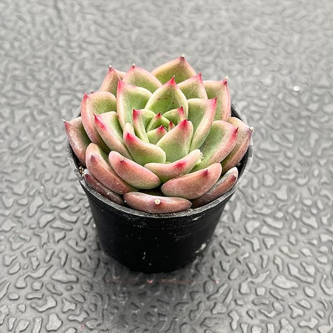 Live Succulent Echeveria 'Charlestone', Approx 2-inch Large, Potted Succulents, Fully Rooted, Easy Care House Plants