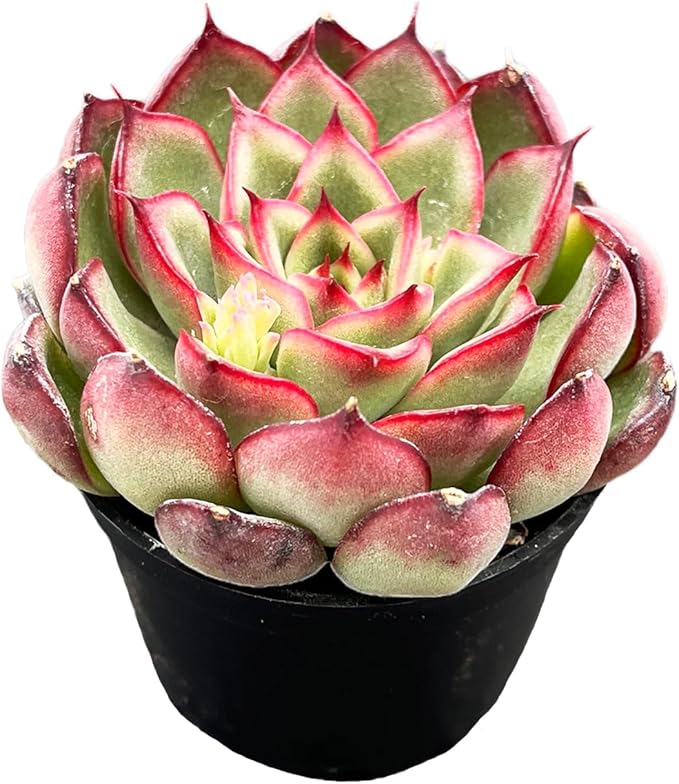 Live Succulent Echeveria 'Firrefly', Approx 2-inch Large, Potted Succulents, Fully Rooted, Easy Care House Plants