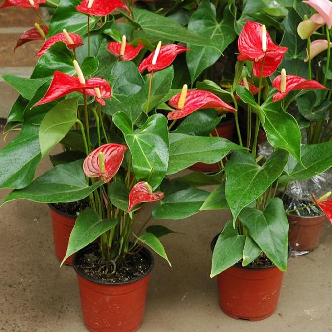 Anthurium Planting Mix - Provide Your Plants with The Best Soil Medium - 4 QUARTS