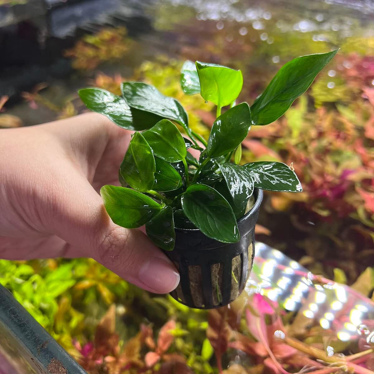 Anubias Live Aquarium Plants - Potted Freshwater Plant for Fish Tanks, Terrariums - Beginner Friendly Low Light (Spear Leaf, 5 Pots)
