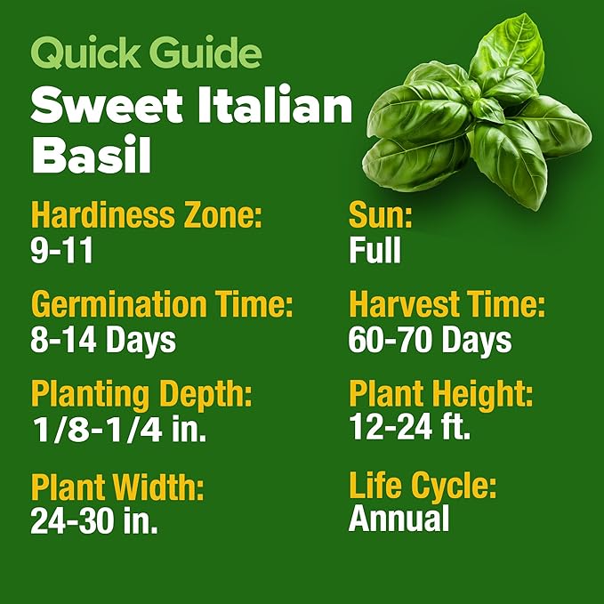 HOME GROWN 𝗨𝗦𝗔 𝗣𝗥𝗘𝗠𝗜𝗨𝗠 Italian Basil Seeds Bulk Pack 1,424 Sweet Large Leaf Basil Seeds for Planting 𝗡𝗢𝗡-𝗚𝗠𝗢 and Heirloom Herb Seeds for Planting Indoors or Outdoors (Ocimum basilicum)