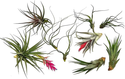 Air Plants - Loki Gift Box - 9ct - Live Arrival Guaranteed - House Plants for Home Decor & Gift