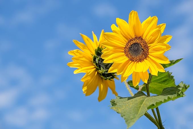 25 Flower Seed Packets Including 10+ Varieties - May Include: Forget Me Nots, Pinks, Marigolds, Zinnia, Wildflower, Poppy, Snapdragon and More - Made in The USA