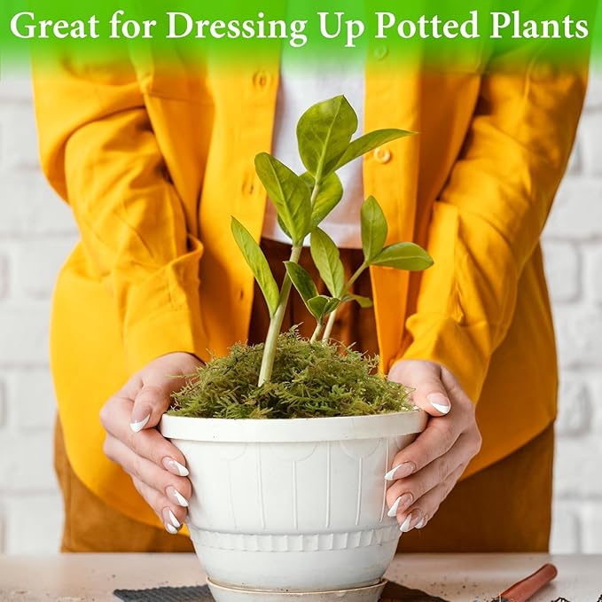 Halatool 8OZ Green Forest Moss- 12QT Natural Sphagnum Moss for Plants Fluffy Orchid Moss for Orchids Repotting Dried Plant Moss for Potted Plants Indoor & Outdoor