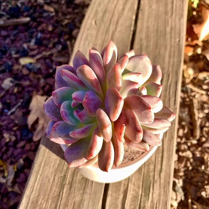 FWPP Live Succulent Echeveria Ariel,3.5 Inches Mini Red Succulents Plants Live,Bare Root Without Pot Soil,Rare House Plants for Gift Party Wedding Garden Baby Shower DIY Decor