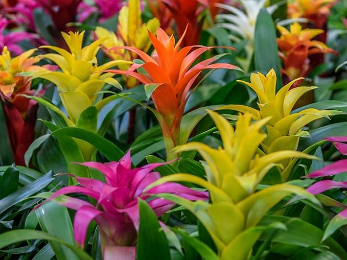 Bromeliad Soil - Ideal Blend for Thriving and Healthy Bromeliads - 3 QUARTS
