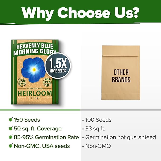 HOME GROWN 𝗨𝗦𝗔 𝗣𝗥𝗘𝗠𝗜𝗨𝗠 Heavenly Blue Morning Glory - 150 Heirloom Seeds for Planting, 𝗡𝗢𝗡-𝗚𝗠𝗢 Ideal for a Flower Garden That Attracts Pollinators and Birds (Ipomoea Tricolor)