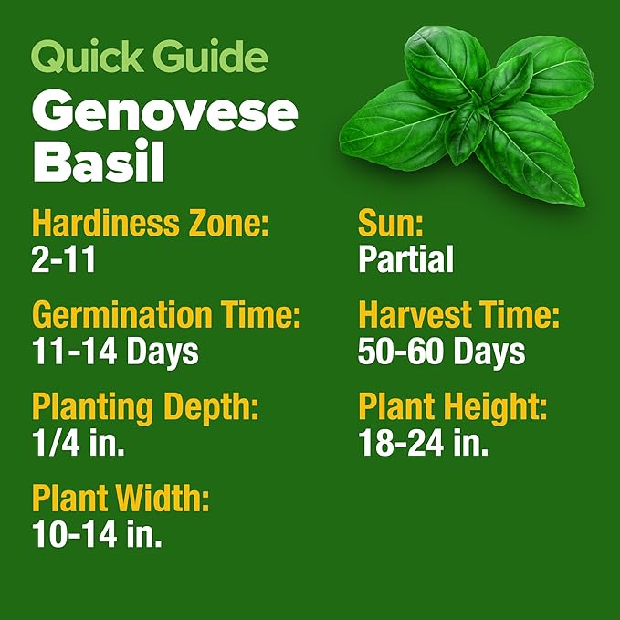 HOME GROWN Genovese Basil Seeds 2 Pack - 3500 𝗡𝗢𝗡-𝗚𝗠𝗢 𝗨𝗦𝗔 Heirloom Basil Seeds for Planting (Ocimum basilicum) - Herb Seeds for Indoor & Outdoor Gardening - Grow for Culinary Use