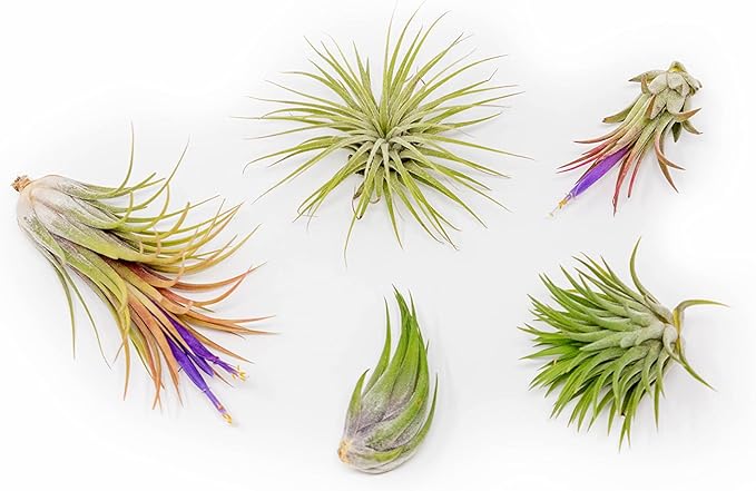5 Pack Air Plants Assorted Tillandsia Ionantha - Live Succulent House Plants - Available in Wholesale and Bulk - Home and Garden Decor - Easy Care Indoor and Outdoor Plants