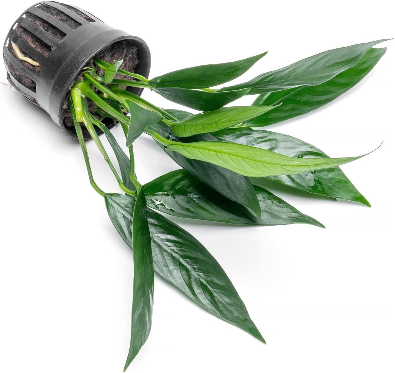 Anubias Live Aquarium Plants - Potted Freshwater Plant for Fish Tanks, Terrariums - Beginner Friendly Low Light (Glabra, 1 Pot)