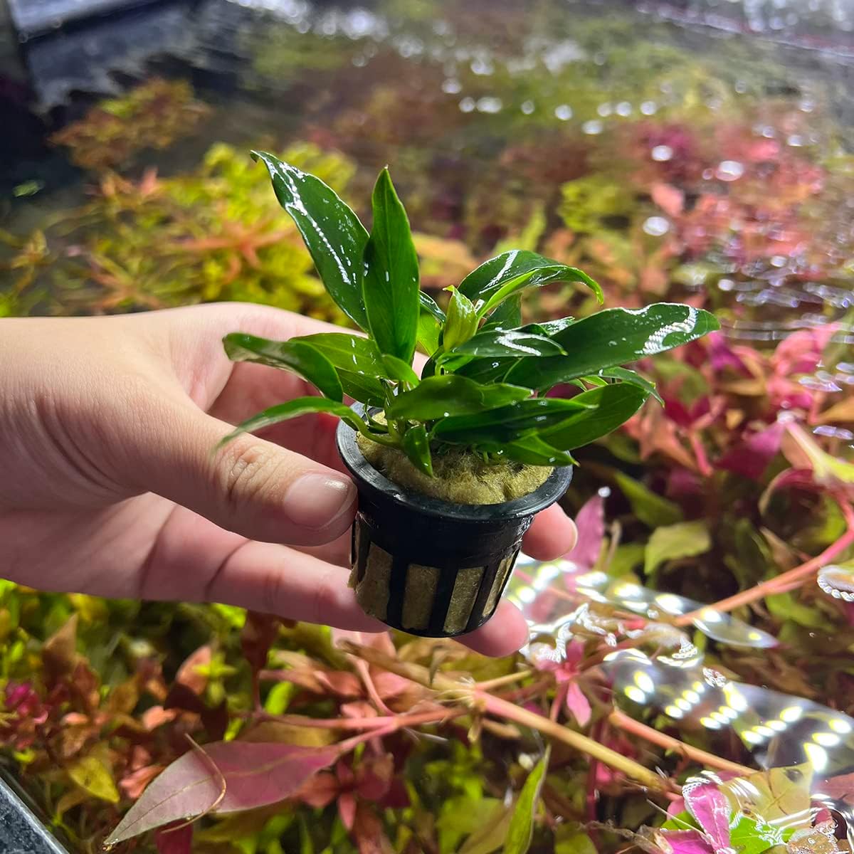 Anubias Live Aquarium Plants - Potted Freshwater Plant for Fish Tanks, Terrariums - Beginner Friendly Low Light (Chili Jalapeno, 1 Pot)