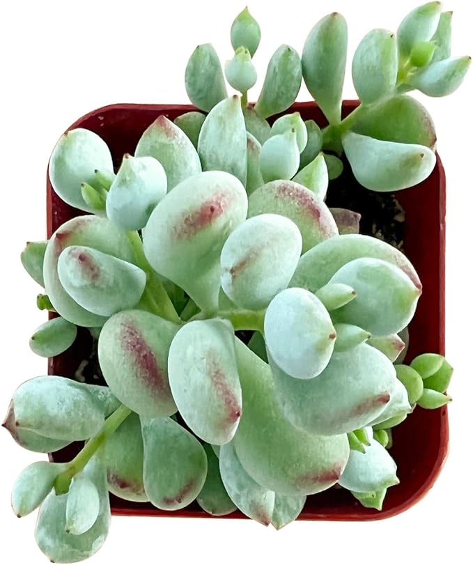 Live Succulent Cotyledon Pendens, Approx 2-inch Large, Potted Succulents, Fully Rooted, Easy Care House Plants