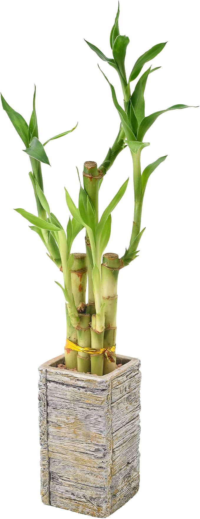 5-Stem Lucky Bamboo, Live Indoor Plant in Aged Wood Planter for Home, Work, or Gift, Light ***Cannot Ship to Hawaii**