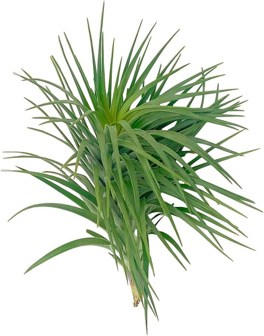 Air Plants - Flowering Tillandsia Pink Paske Large 5" - 1ct - Live Arrival Guaranteed - House Plants for Home Decor & Gift