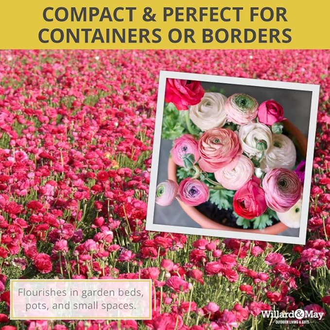 25 Pastel Mixed Ranunculus Bulbs for Planting - Buttercup Color Mix Value Bag - Plant in Gardens, Borders & Flowerbeds - Easy to Grow Fall Flowers Bulbs by Willard & May