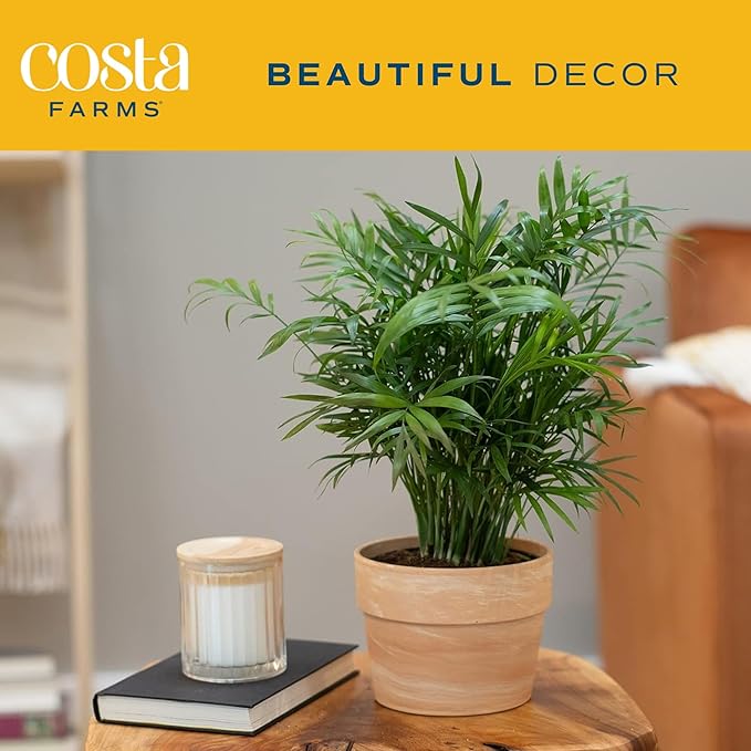 Costa Farms Neanthebella Palm Parlor Palm Live Indoor Plant - Thumbnail 4