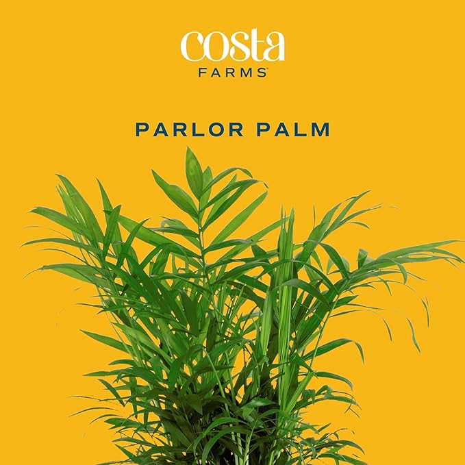Costa Farms Neanthebella Palm Parlor Palm Live Indoor Plant - Thumbnail 3