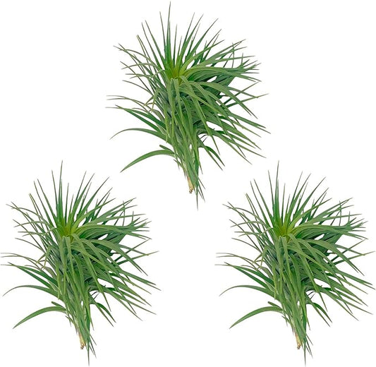 Air Plants - Flowering Tillandsia Pink Paske Large 5" - 3ct - Live Arrival Guaranteed - House Plants for Home Decor & Gift