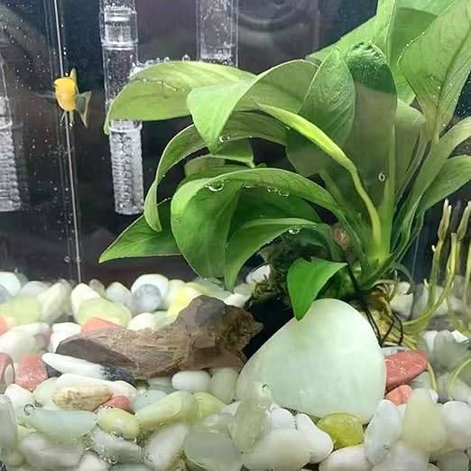 10LB Succulent Jade Pebbles for Landscaping, 3/8 Inch Natural Decorative Polished Stones, River Rocks for Landscaping, Vase, Flowerpot Decoration, Indoor Decoration and Garden Decoration