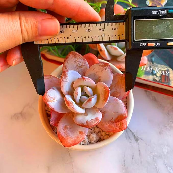 FWPP Live Succulents Plants Echeveria Laui 2.5 inches,Rare red Succulents Bare Root Without Pot Soil, Live Plants Indoor Office Decoration Wedding and Gift