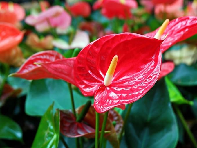Anthurium Potting Mix - Crafted for Superior Performance and Colorful Blooms - 10 QUARTS