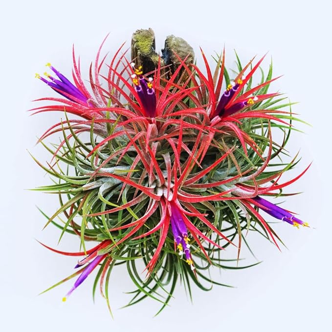Air Plants, Tillandsia Air Plants Live Houseplants for Garden, 14 Red Lonantha Tillandsia Plant, Air Plant for Planting, 2 to 3 Inc Long