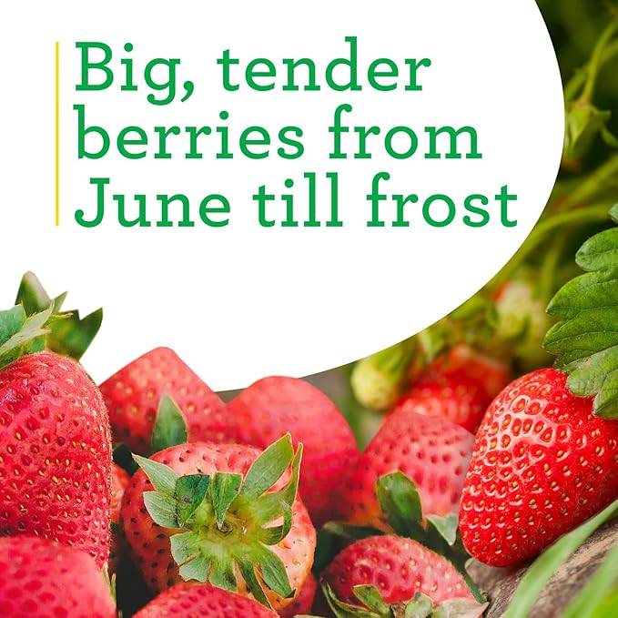 Bonnie Plants Strawberry, Live Plant, 19.3 oz. (4-Pack)