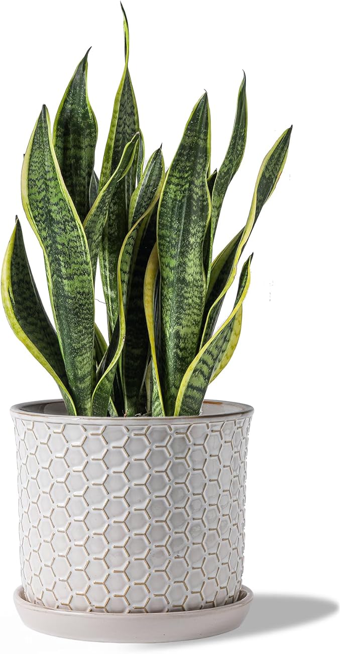 8 Inch Plant Pot: Ceramic Planter with Drainage Hole & Saucer - Flowerpot for Indoor & Outdoor Plants with Separate Tray for Home & Office - Honeycomb Design, Cream White