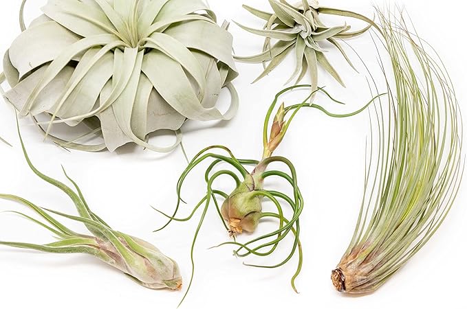 5 Pack of Large Tillandsia Air Plants - Xerographica, Juncea, Bulbosa, Caput Medusae & Harrisii- Live Succulent House Plants Availabe in Wholesale and Bulk - Easy Care Indoor and Outdoor Plant