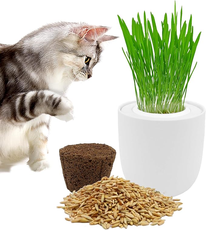 Ceramic Pot Cat Grass for Indoor Cats with Organic Cat Grass Seed Mix – Safe Pet Grass for Cats and Small Pets | Easy-to-Grow Indoor Garden for Pet Digestion (White)