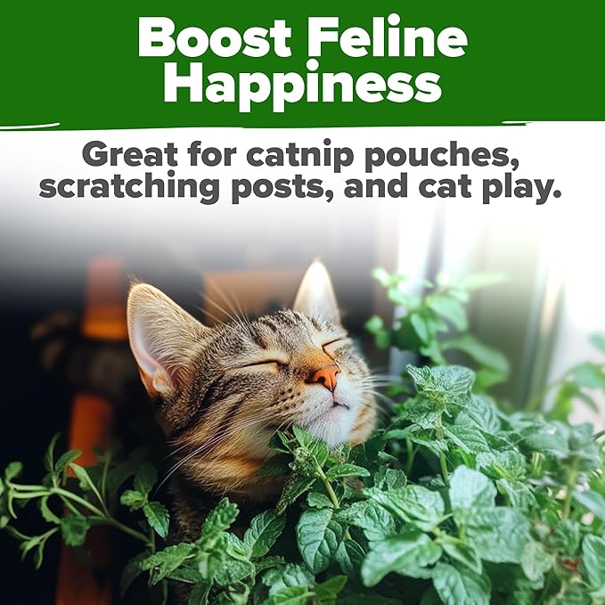 HOME GROWN 𝗨𝗦𝗔 𝗣𝗥𝗘𝗠𝗜𝗨𝗠 Catnip Seeds (Bulk Pack) 𝗡𝗢𝗡-𝗚𝗠𝗢 Heirloom Herb 2,116 Seeds - Indoor or Outdoor Seed - High-Germination Cat Nip - Cat Safe Plants (Nepeta cataria)
