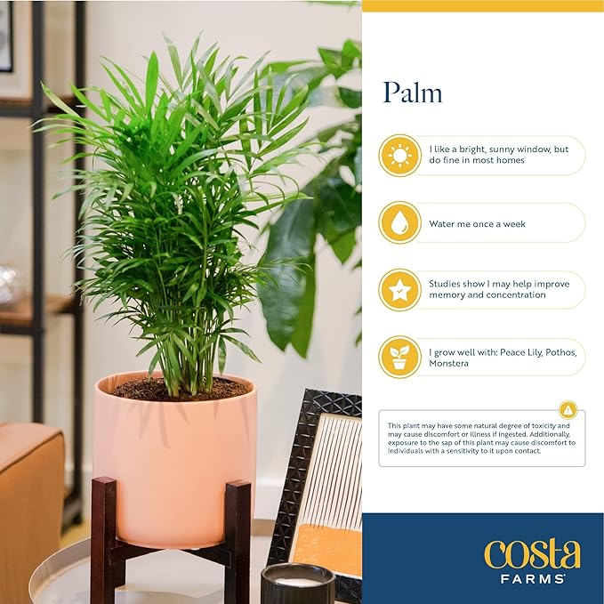 Costa Farms Neanthebella Palm Parlor Palm Live Indoor Plant - Thumbnail 5