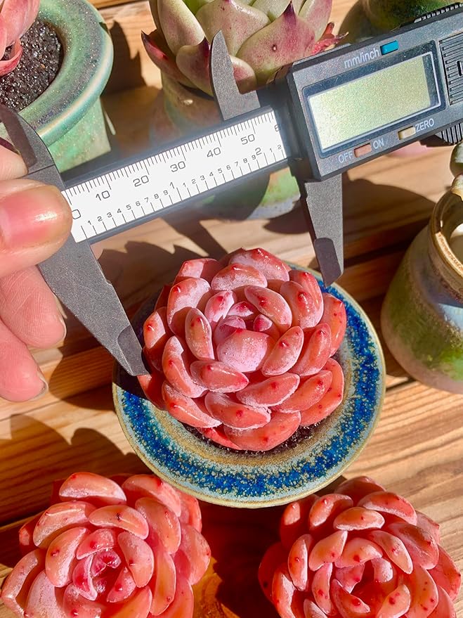 FWPP Live Succulents Plants Echeveria Snow Angel 2.5 inches,Rare red Succulents Bare Root Without Pot Soil, Live Plants Indoor Office Decoration Wedding and Gift