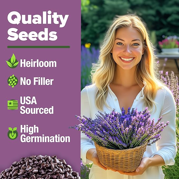 HOME GROWN 𝗨𝗦𝗔 𝗣𝗥𝗘𝗠𝗜𝗨𝗠 English Lavender Seeds 1,500+ 𝗡𝗢𝗡-𝗚𝗠𝗢 Wildflower Seed for Planting Indoor/Outdoor, High Germination, Plant Flower Seeds (Lavandula antustifolia)