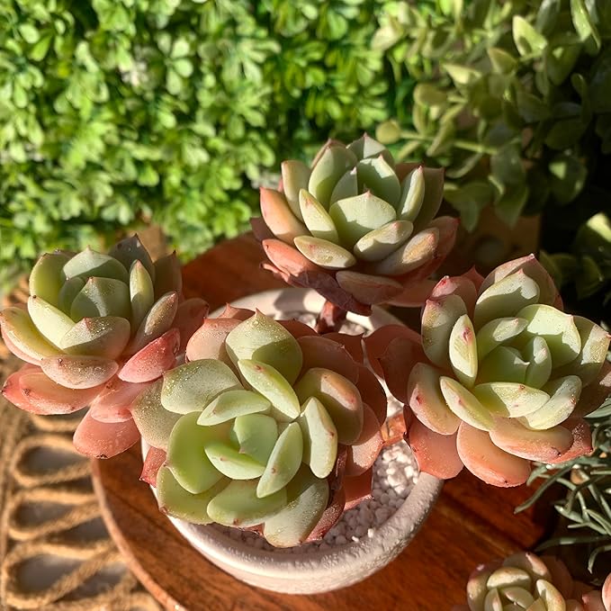 FWPP Live Succulents Plants Echeveria Love Song 3.5 inches,Rare Succulents Bare Root Without Pot Soil, Live Plants Indoor Office Decoration Wedding and Gift
