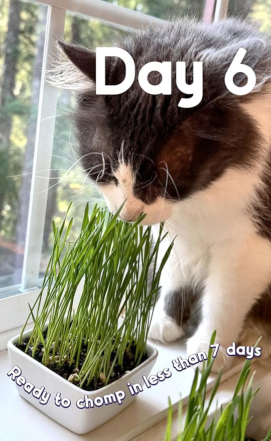 Cat Grass Seeds Deluxe Blend – Tender, Smooth and Chonky – Grows 50 Pots of Fresh Cat Grass for Indoor Cats – Easy & Fast to Grow Bulk Rescuer's Pack Grows 600 Square inches of Edible cat Grass