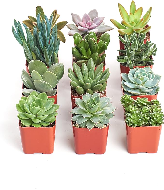 Shop Succulents Unique Succulent Plant Pack Collection - Live Mini Succulent Plants, Low Maintenance, Exceptional Colors & Textures - Wedding and Party Favors, Gift & Garden, Pack of 12