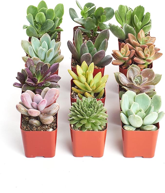 Shop Succulents Unique Succulent Plant Pack Collection - Live Mini Succulent Plants, Low Maintenance, Exceptional Colors & Textures - Wedding and Party Favors, Gift & Garden, Pack of 12