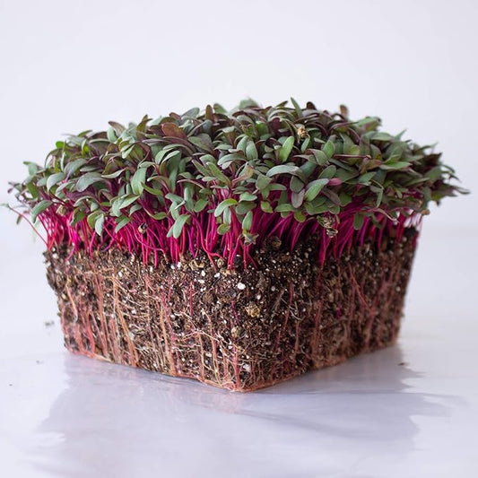 Beet Seeds - Red Round - 1 Lb ~24,000 Seeds - Beta vulgaris - Microgreens Seed - Non-GMO, Heirloom, Open Pollinated, Annual