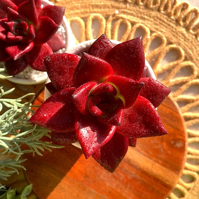 FWPP Live Succulents Plants Echeveria Agavoides v Romeo Rubin 3 inches,Rare red Succulents Bare Root Without Pot Soil, Live Plants Indoor Office Decoration Wedding and Gift